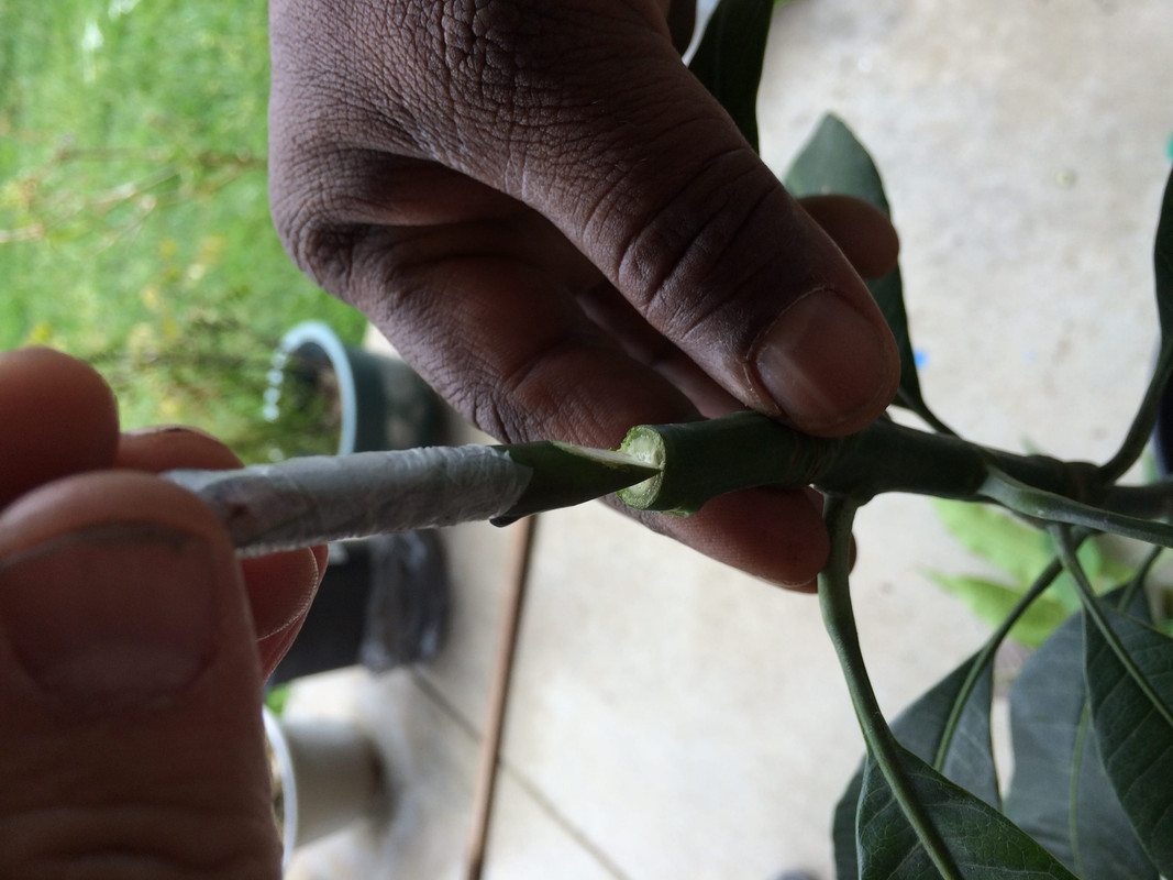 scion_matching_against_rootstock