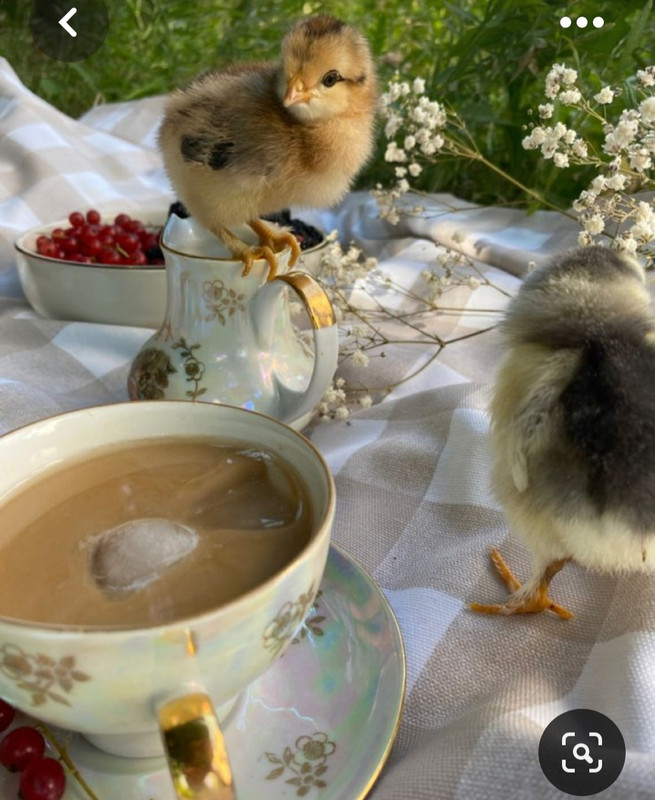 Screenshot_20230413_231422_Pinterest