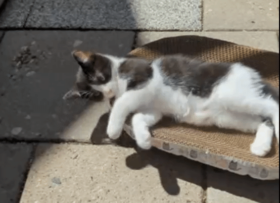 07d33e03592aa47e377cb8a496b33c0e.gif