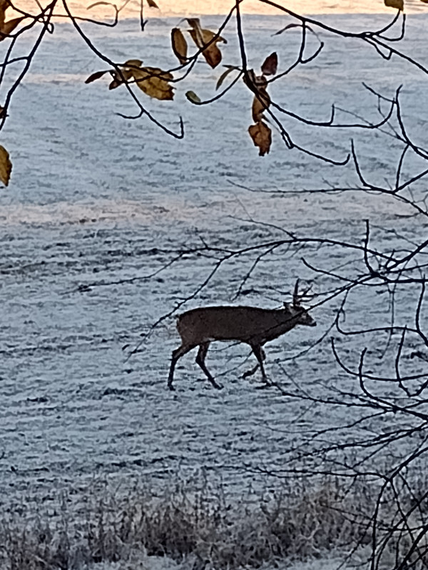 IMG_20211106_081444685