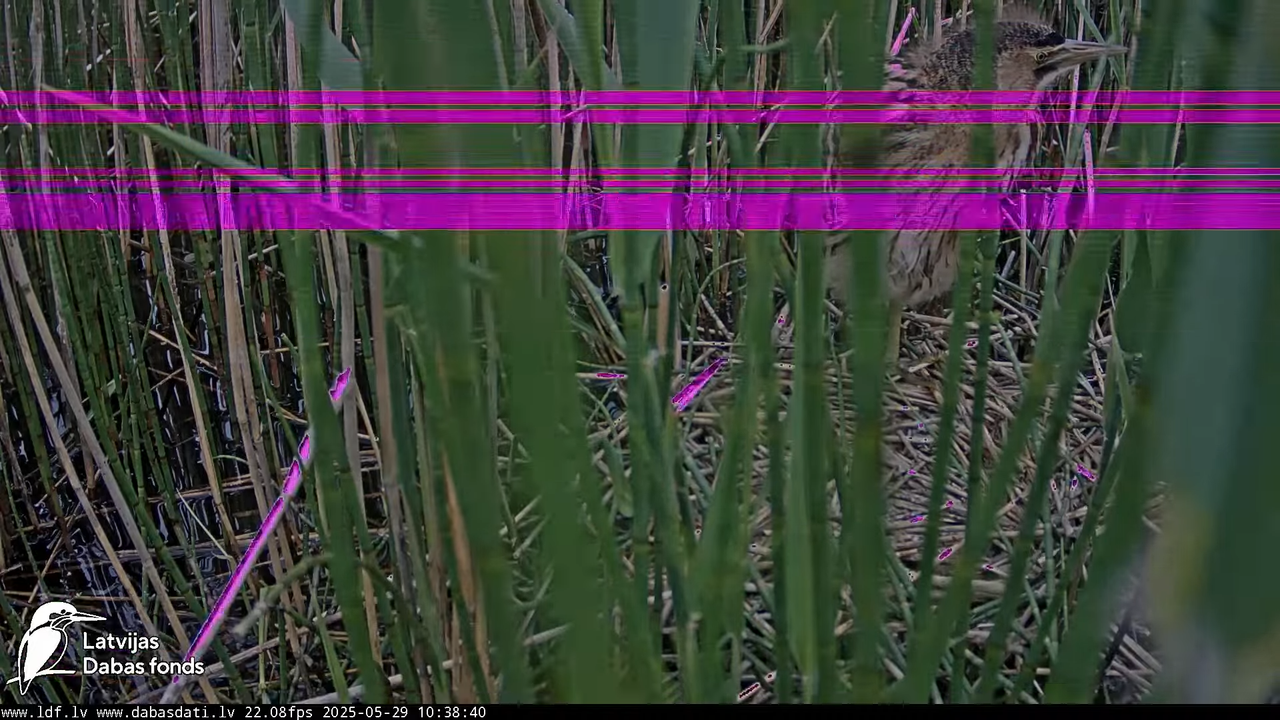 LDF Lielais dumpis (Botaurus stellaris) Zemītes pagastā 10-25-14 screenshot