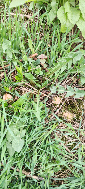 IMG_20250404_115830