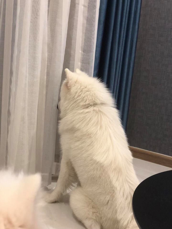 Yuki Dog