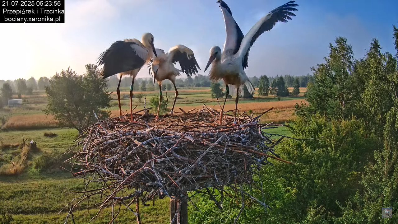21072025bociany13