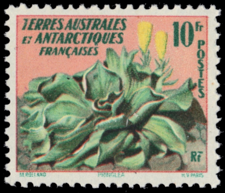 FRENCH ANTARCTICA 11 - Kerguelen Cabbage "Pringlea antiscorbutica" (pb86693) - 第 1/1 張圖片