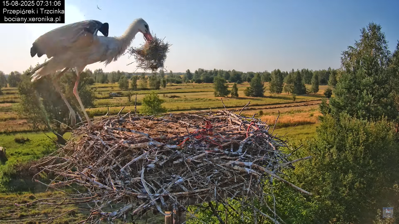 15082025bociany12