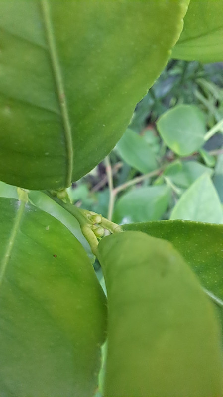 Changsha Henri erste Blüten 20250504_194953