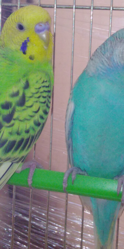 صورة