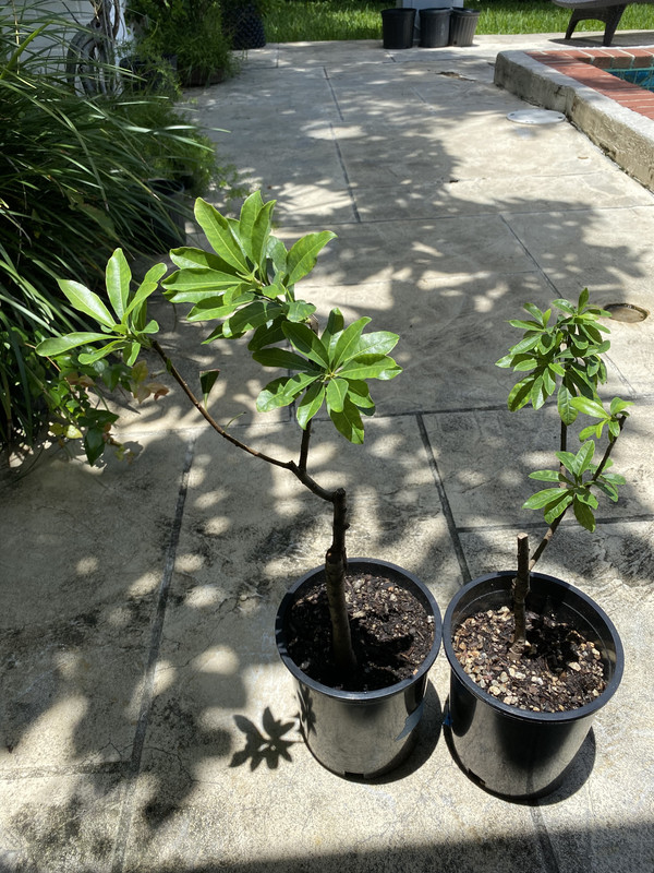 YangmeiDuo792021