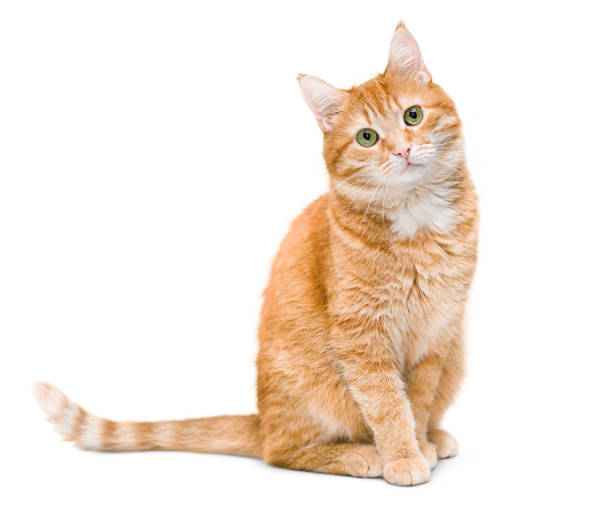 Pet Food Container Sale