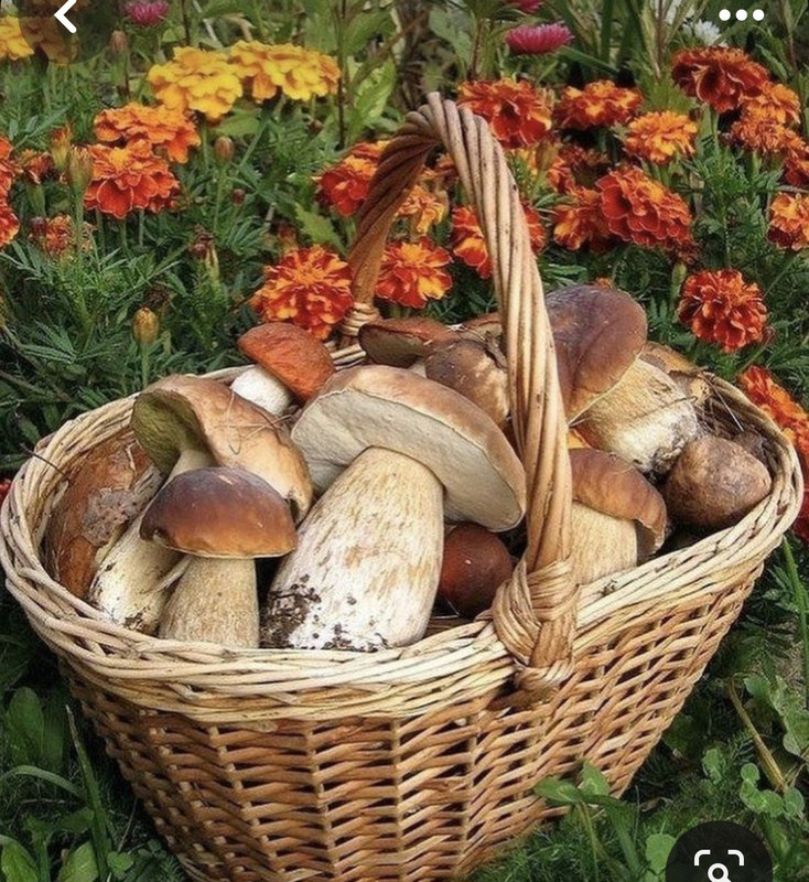 Screenshot_20231220_105638_Pinterest