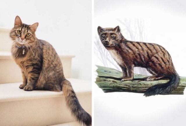 Animales-2