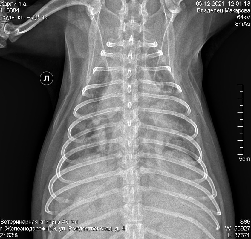 Харли Макарова груд кл дв