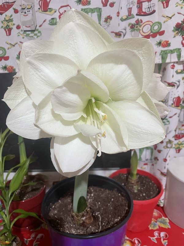 17DD59DD-1540-4476-AA72-B1BC9E4B9C38_1_105_c