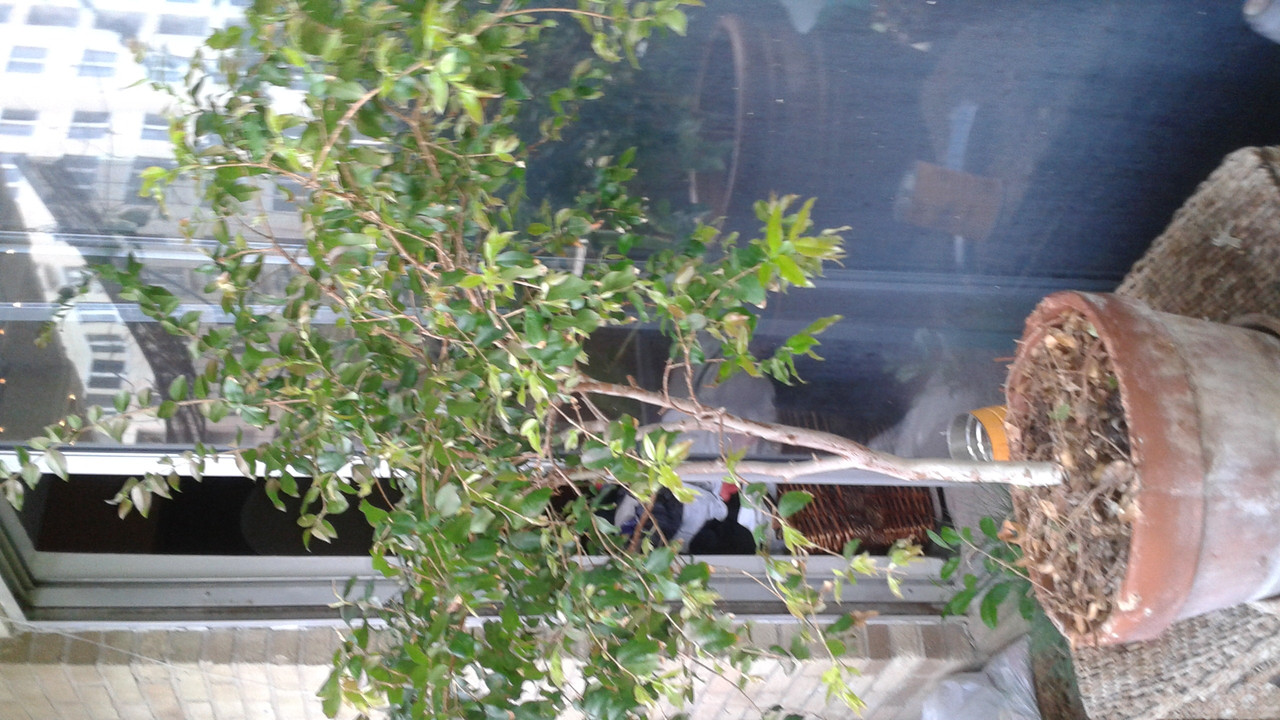 Jaboticaba March 2016 (5)