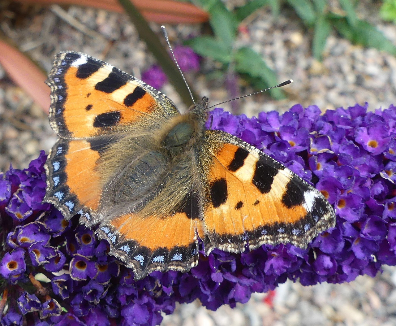 TORTOISESHELL 7