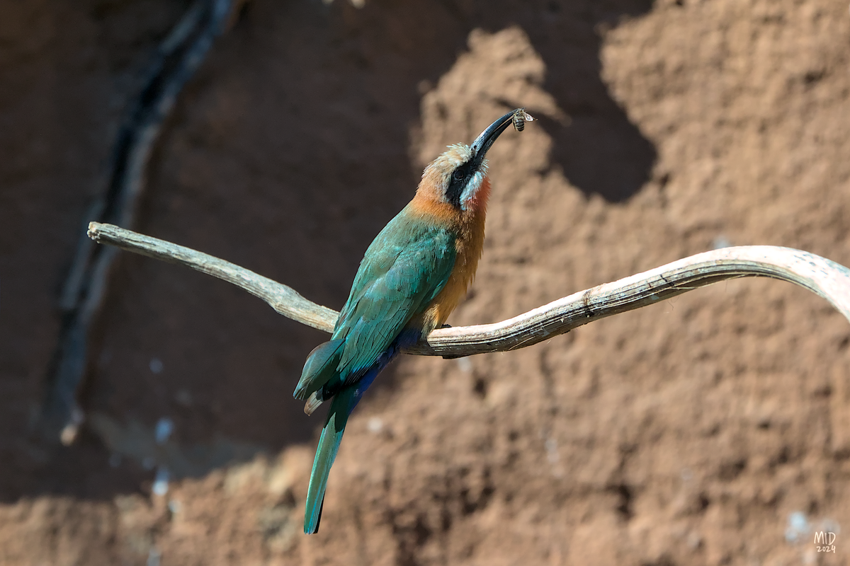Picture of a white-fronted bee-eater sitting on a branch. Its head is raised, and it is holding a bee in its bill. 
