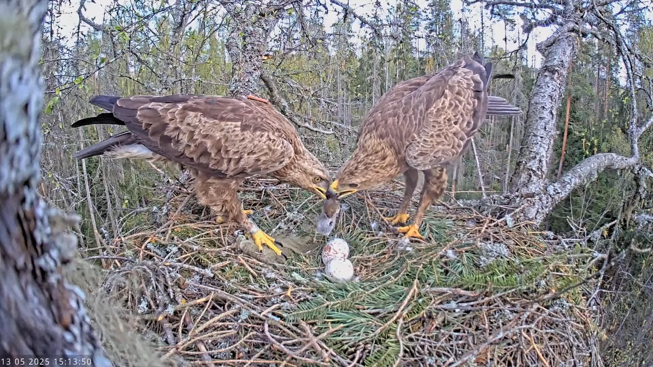 Väike-konnakotkas __ Clanga pomarina __ Lesser Spotted Eagle 17-42-50 screenshot