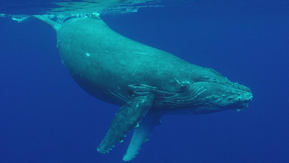 featured-blue-whale.jpg