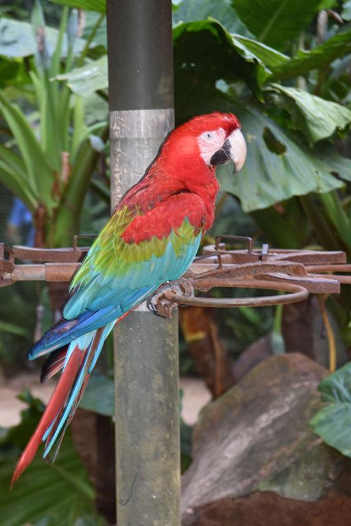 В джазе только девушки или аргентинско-бразильский калейдоскоп В джазе только девушки или аргентинско-бразильский калейдоскоп