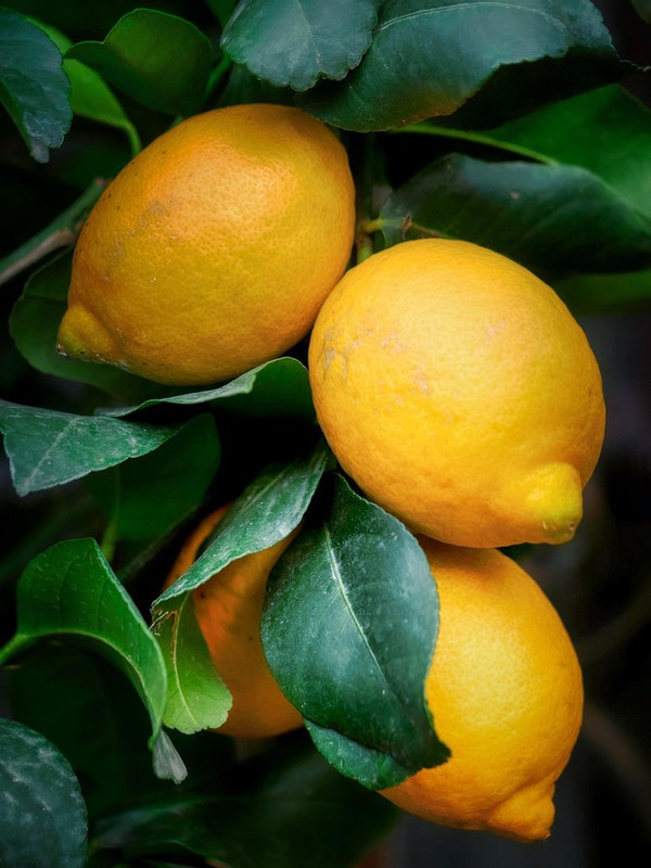 yellow-lemons-8594421-1280.jpg