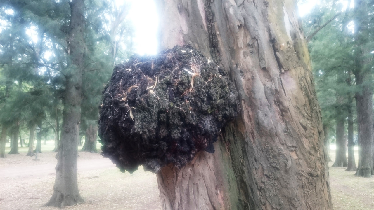 Аргентина (24)