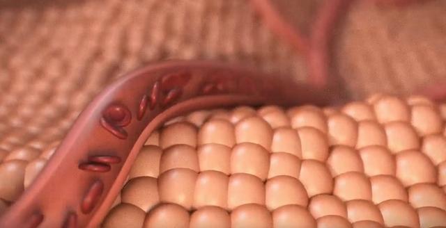 Animating Blood Flow in a Vessel with C4D Animating Blood Flow in a Vessel with C4D