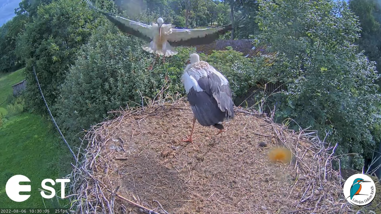 Baltie stārķi (Ciconia ciconia) Tukuma novadā - LDF tiešraide __ White storks in Tukums, Latvia 12-2