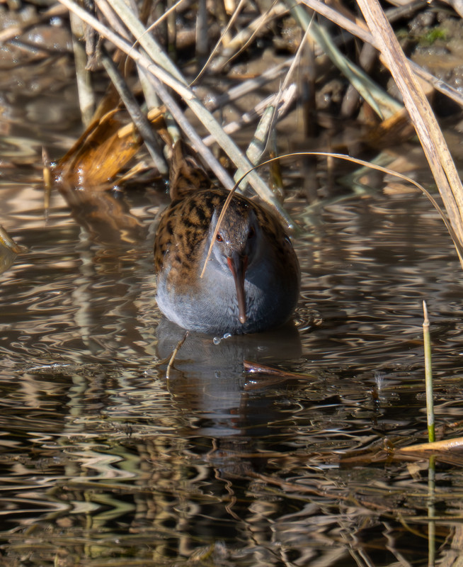 PA160095 Verbessert RR