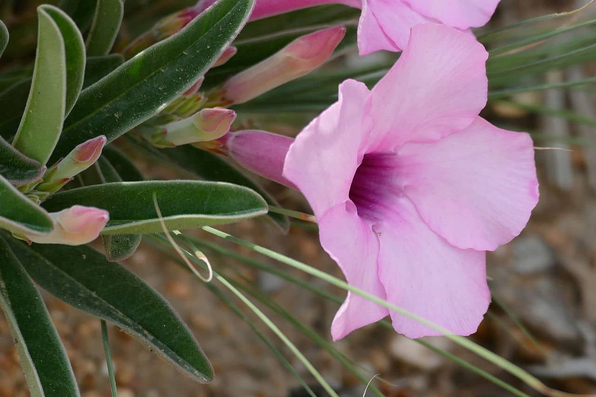 adenium-swazicum-in-winter.jpg