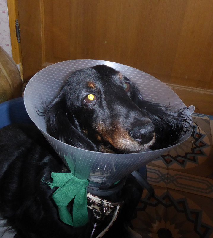 [Image: P1020566.jpg]