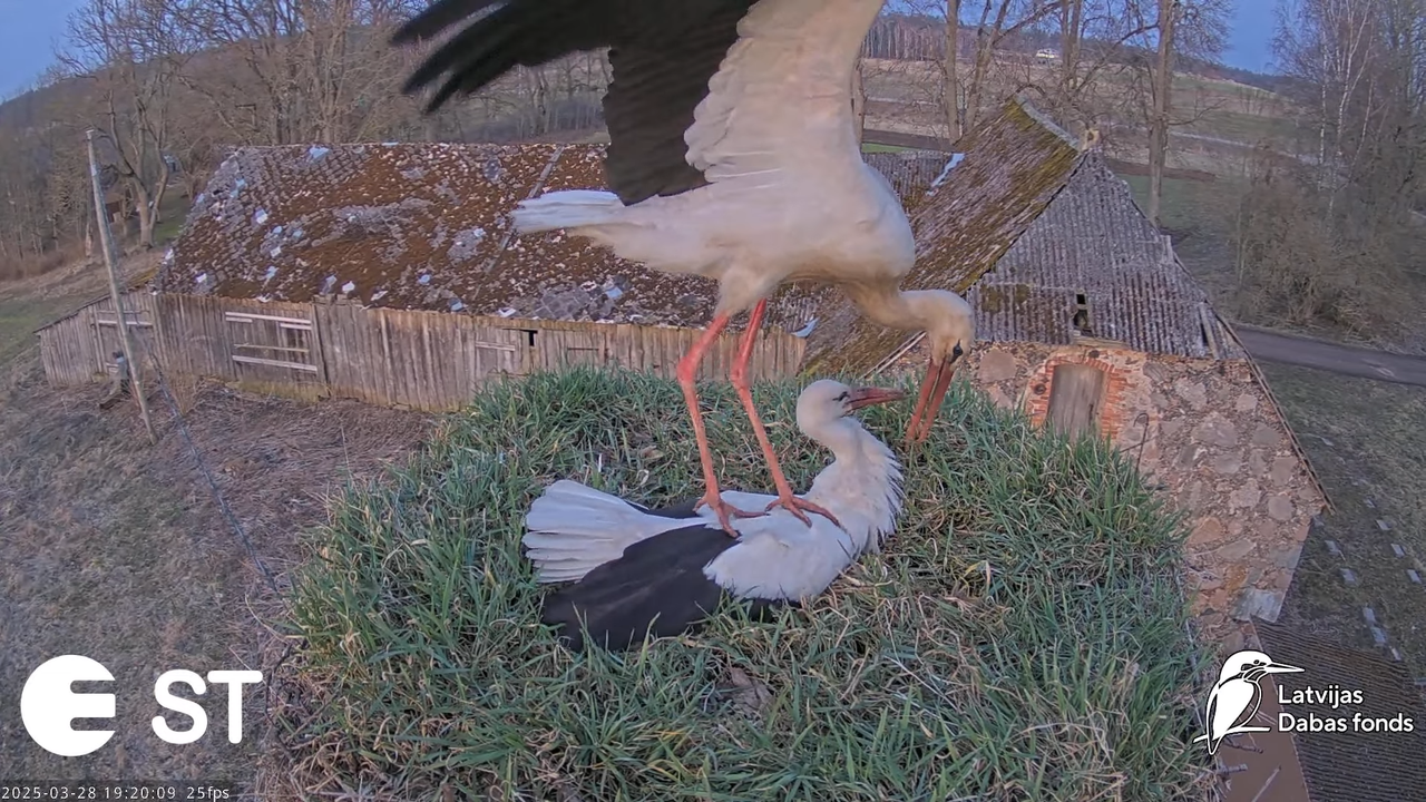 (16) Baltie stārķi (Ciconia ciconia) Tukuma novadā __ White storks in Tukums, Latvia - YouTube - 869