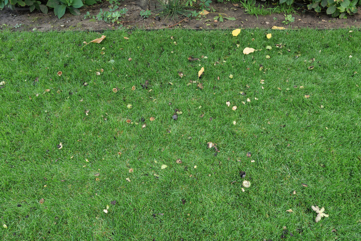 Walnut pieces under tree