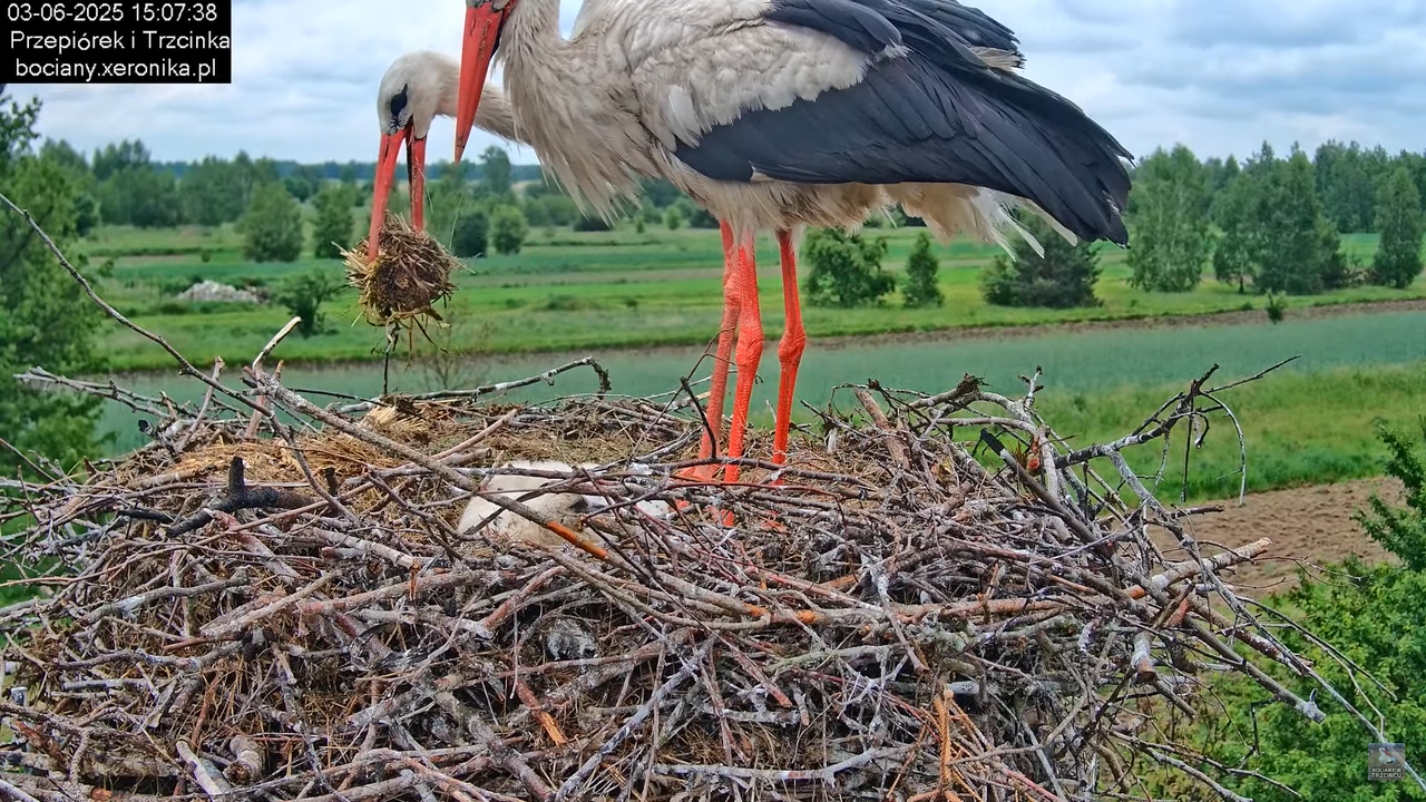 03062025bociany19