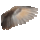 bird wing right