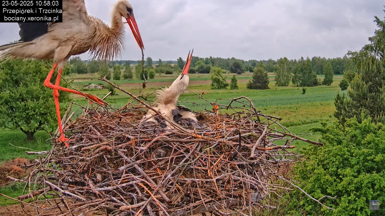 23052025bociany14