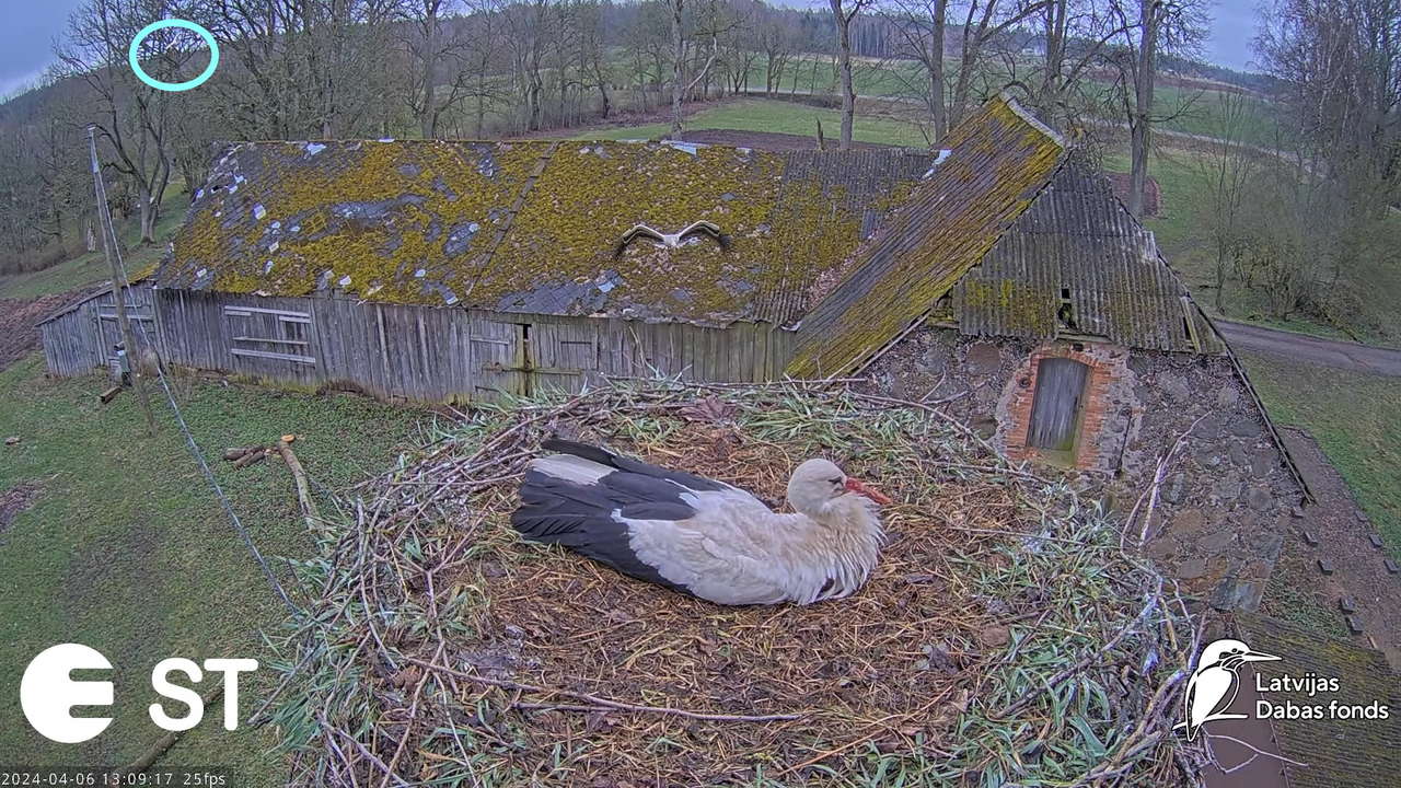 Baltie stārķi (Ciconia ciconia) Tukuma novadā - LDF tiešraide __ White storks in Tukums, Latvia 16-1