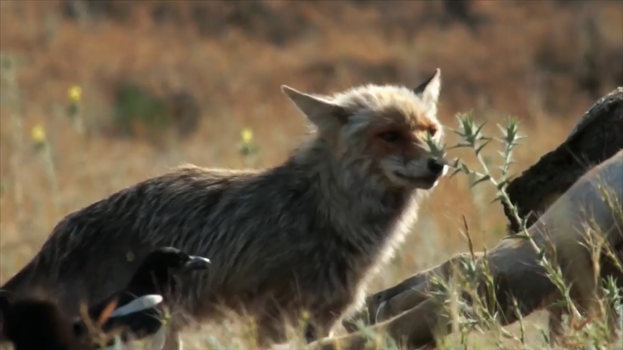 Europe's New Wild (2021) Season 1 [Hindi + Tamil + Telugu + English] WebRip 480p 720p ESub - Complete Screenshot