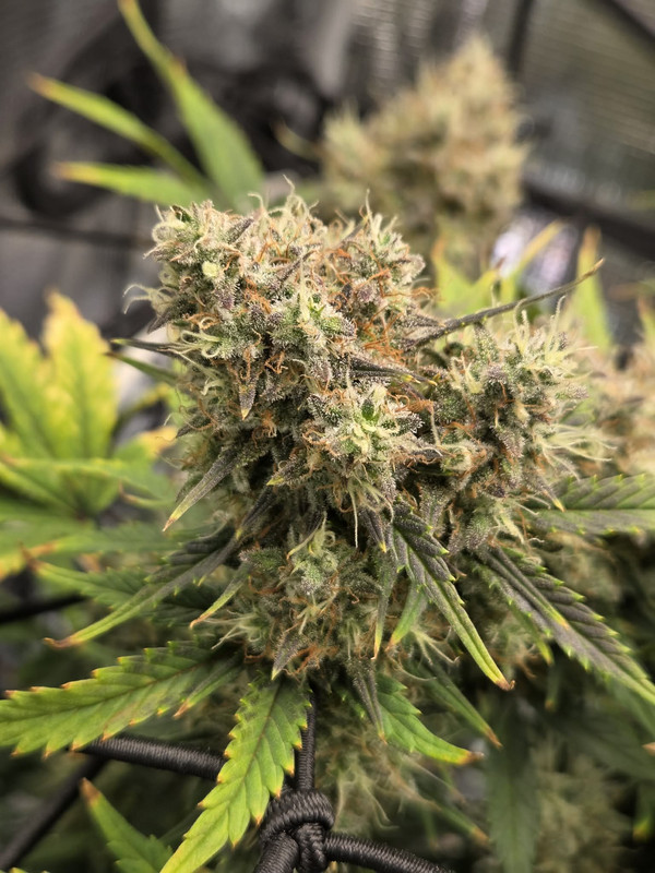 Messenger creation BF8AD0B2 E54D 4674 89D4 ECF037FA2DFE