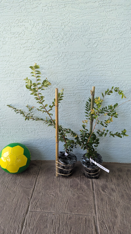 PXL 20260304 215709585 MP