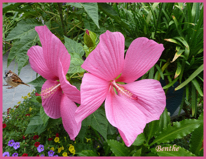 Hibiscus