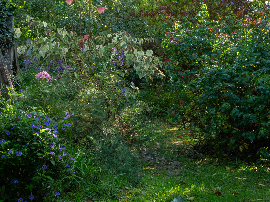 Ensemble de plantes - touches de Soleil et de violet