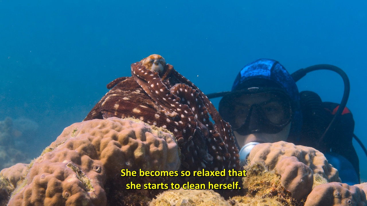 Secrets of the Octopus  S01E01 Disney  1080p WEB DDP x264-NM21vi.mkv_snapshot_06.18.460