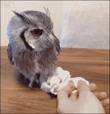 Owl-funny-gifs-127-funnyk-litle-owl.gif