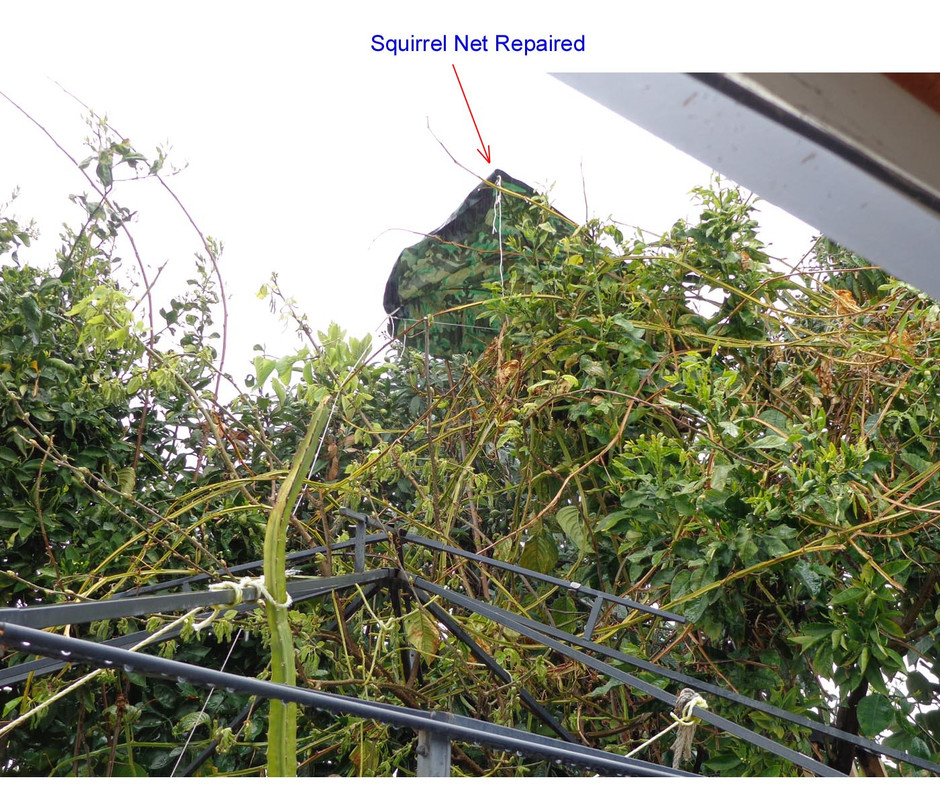 Squirrel-Nest-Baby-9