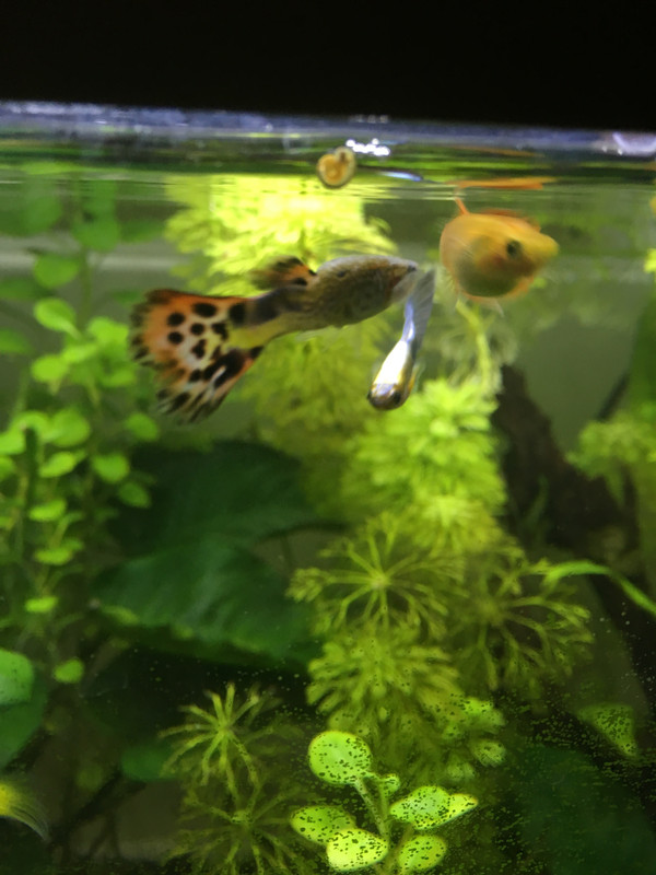 7ADA76BE-C9BC-4AEA-9184-2F0F36D85130