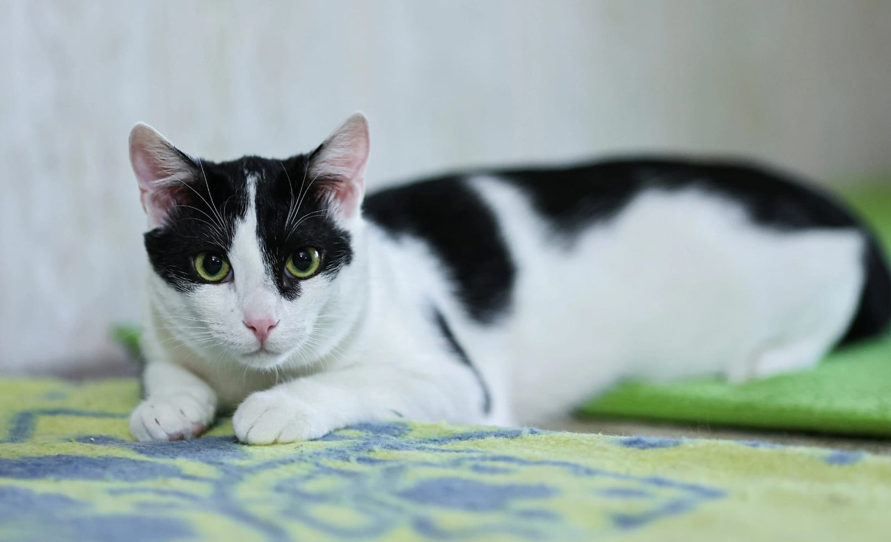 Изображение WhatsApp 2024-11-19 в 12.34.14_71434611