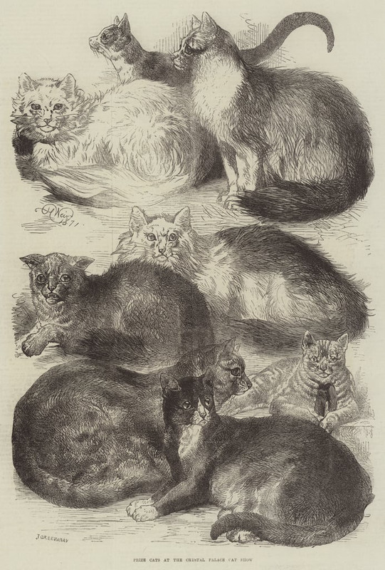 Harrison-William-Weir-Prize-Cats-at-the-Crystal-Palace-Cat-Show-Meister-Drucke-255624