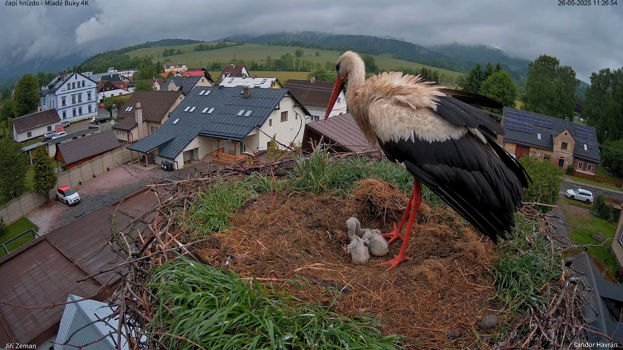 Živá kamera - Mladé Buky - čapí hnízdo 4K 14-38-28 screenshot