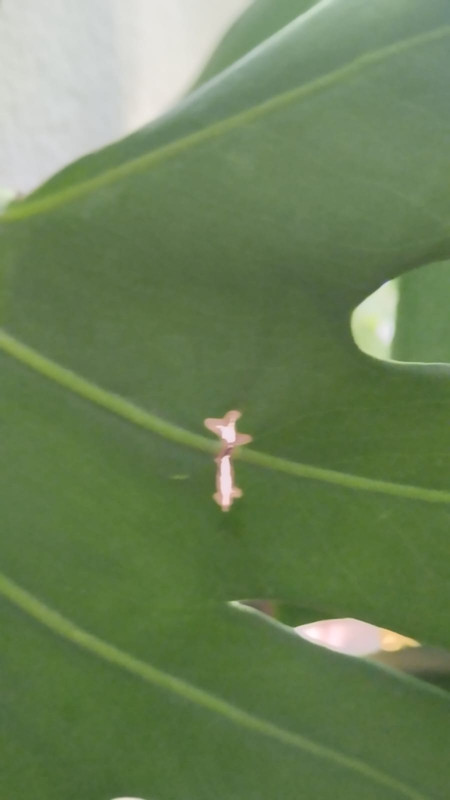 Zdjęcie WhatsApp 2025-04-23 o 16.02.25_1d59801d